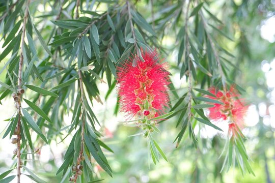 Close-up of bright red Weeping Bottlebrush flowers (Callistemon viminalis) showing detailed crimson stamens.