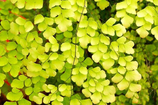 Delicate maidenhair fern leaves with fine, fan-shaped leaflets.
