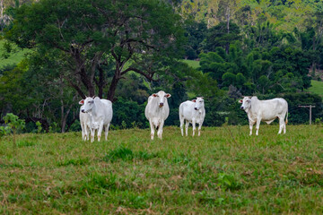 Fototapeta premium White cattle grazing on green pasture surrounded by forested hills in rural Brazil, highlighting livestock farming, agriculture, natural landscape and countryside scenery.