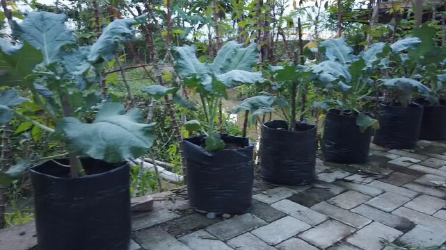 A broccoli plant growing in a pot in a home or garden environment. The scene shows small scale vegetable cultivation using a container.
