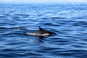 Naklejka premium dolphin in the water