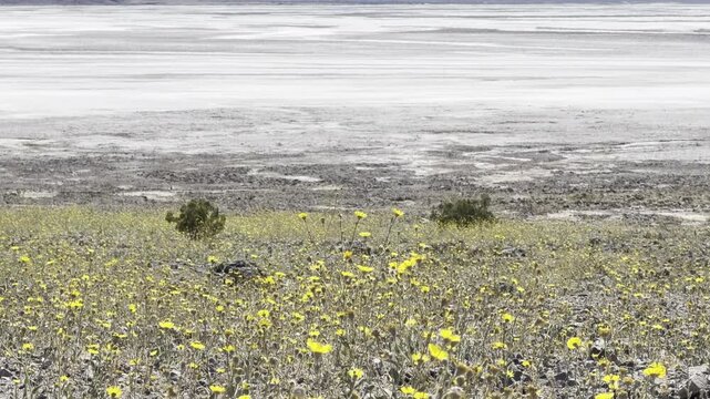 Super-Telephoto of Dense Desert Gold Superbloom at Badwater Basin