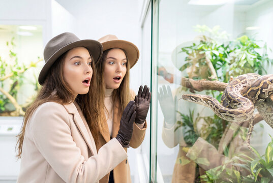 Two surprised young women looking at large snake in glass enclosure at zoo