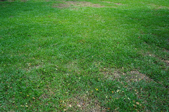 Green grass lawn with patchy dry areas, natural outdoor ground texture background, uneven turf surface under daylight, minimal and clean nature scene