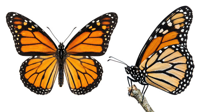 Monarch butterflies with open wings and perched on branch isolated on white background.