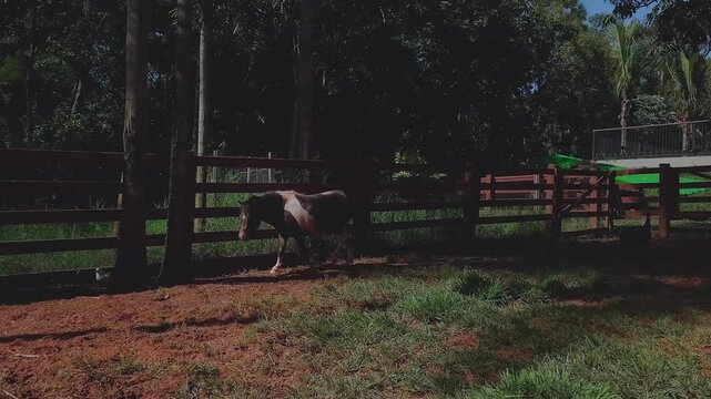 Rear view of a pinto pony (Equus ferus caballus) walking across a shaded pasture inside wooden fenced paddock, showing coat pattern, tail movement and calm behavior in rural setting