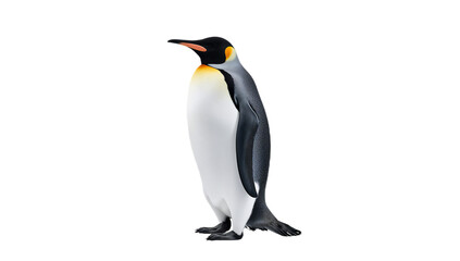 Obraz premium A high-resolution studio photograph captures the majestic elegance of a King Penguin standing tall in a detailed side-profile