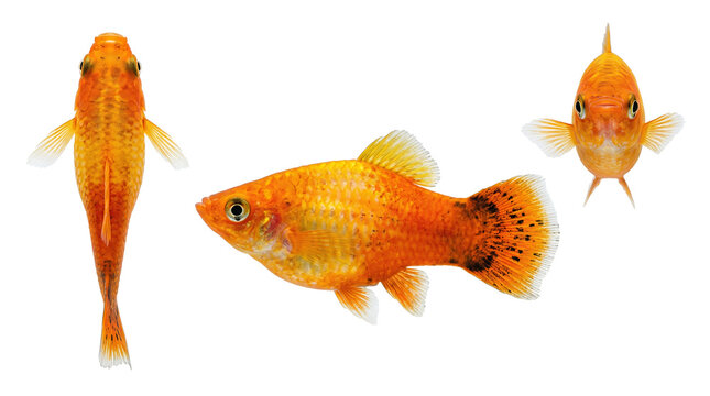 Orange Molly fish in top, side, and front views isolated on white background