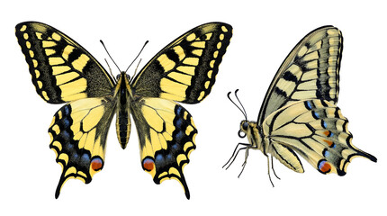 Naklejka premium Old World swallowtail butterfly Papilio machaon dorsal and lateral views isolated on white.