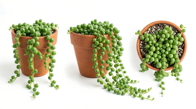 String of Pearls Senecio rowleyanus trailing succulent plants in terracotta pots isolated on white background.