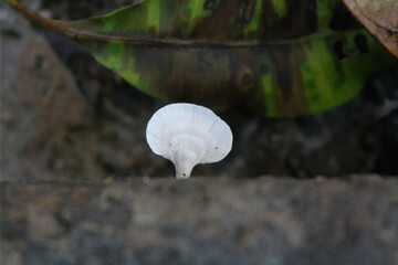 This white, fan-shaped fungus is consistent with several species common to tropical and subtropical regions. It shares strong similarities with the Marasmiellus genus, particularly Marasmiellus candid © Traveltimes.Hlk