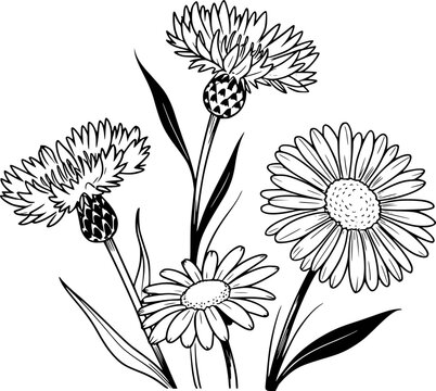 Black and white line of cornflowers and daisies a white background floral nature