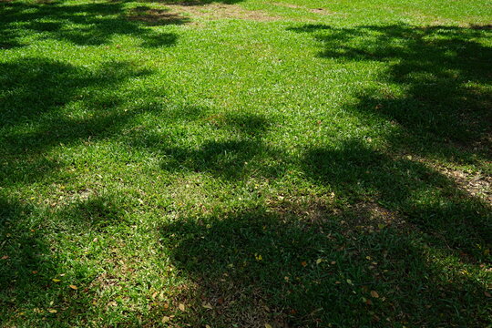 Green grass lawn with tree shadow patterns under sunlight, natural outdoor ground texture, contrast of light and shade on uneven turf surface