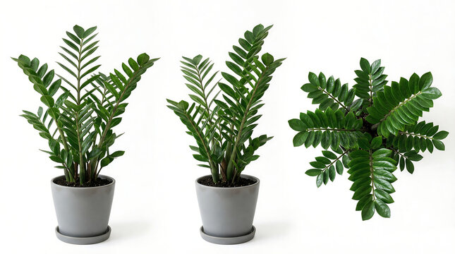 ZZ plant Zamioculcas zamiifolia indoor houseplant in grey ceramic pots from three different angles isolated on white background.