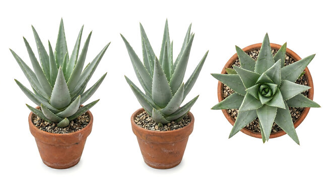 Aloe vera succulent plants in terracotta clay pots from side and top views isolated on white background.
