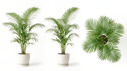 Obraz premium Areca palm houseplants in white ceramic pots isolated on white background.
