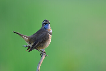 bird wagging its tail while happily perching on thin branch, bluethroat, Luscinia svecica