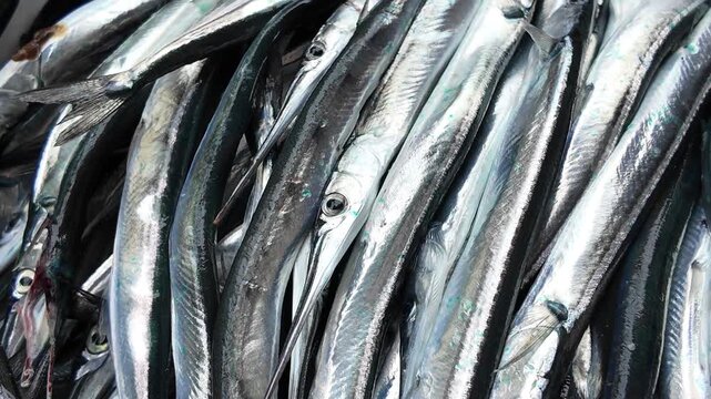 Freshly caught needlefish displayed for sale, close-up shot of shiny fish bodies, a dynamic and raw footage capturing the vibrant seafood market scene