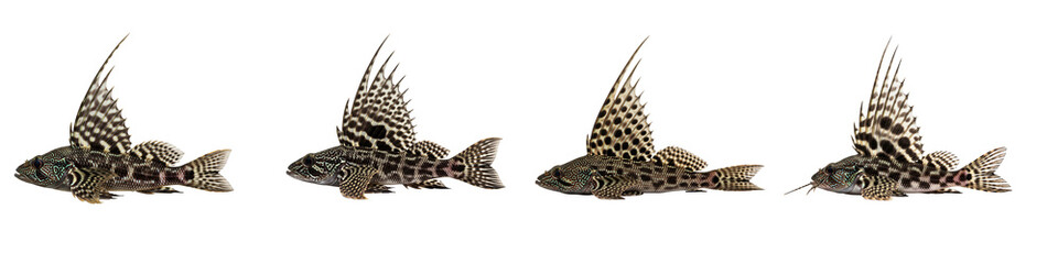 Obraz premium Four identical fish with spiky dorsal fins arranged in a row.