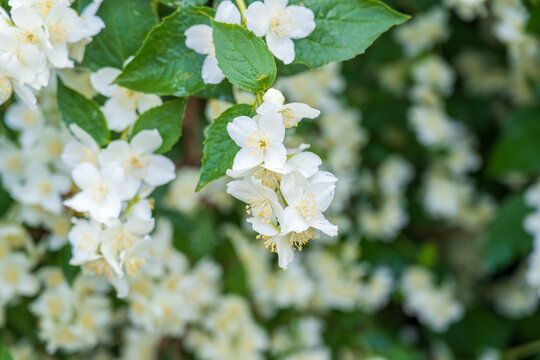 Bright white flowers with raindrops. Philadelphus coronarius, sweet mock-orange, English dogwood