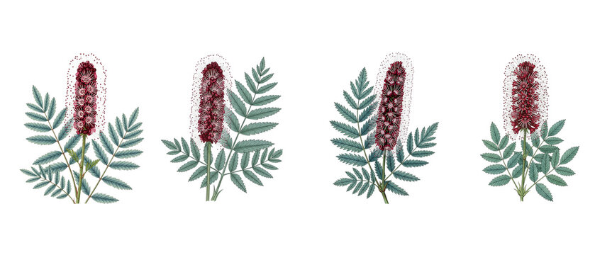 Four illustrations of a red bottlebrush flower with green leaves.
