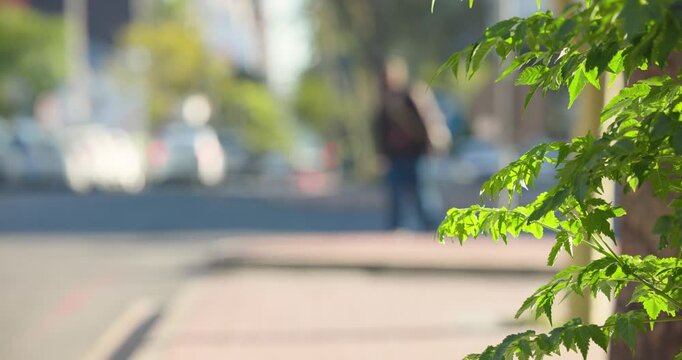 Sunlit green branch is staying focused at right while people are entering and walking for errands