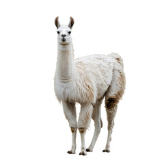Fototapeta premium White llama standing on white background animal mammal