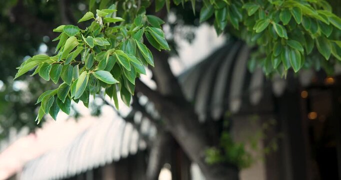 Green leaf cluster is trembling and rotating as gentle breeze is passing by striped awning