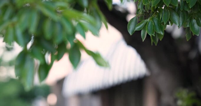 Camera is shifting focus, revealing b and w striped awning behind blurred leaves to show storefront