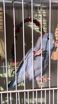 Blue Pacific Parrotlet inside a white wire cage