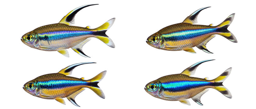 Four Neon Tetras Swimming in a White Background.