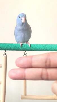 lue Parrotlet bird flying towards a human hand from a green perch
