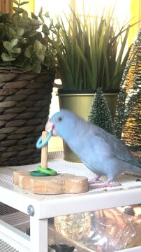 Blue Pacific Parrotlet playing with colorful ring stack toy on table