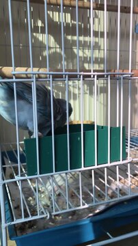 Blue Pacific Parrotlet bird taking a water bath in a green tub