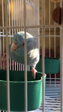 Blue Pacific Parrotlet eating food from a green bowl in its cage