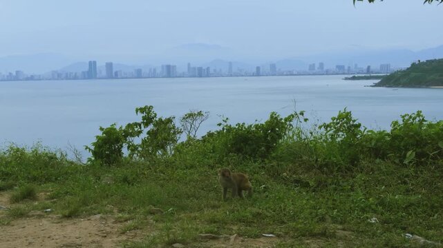 Breathtaking Top View of Son Tra Peninsula and Winding Mountain Pass, Da Nang
the dramatic winding mountain road cutting through lush tropical jungle, with the distant coastline and city skyline 