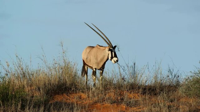 A gemsbok antelope (Oryx gazella) feeding in natural habitat, Kalahari desert, South Africa