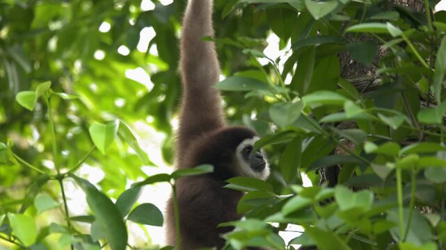 White Handed Lar Gibbon Hanging from Tree Branch in Singapore Zoo