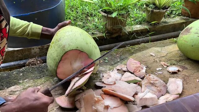 tropical, coconut, fruit, food, fresh, background, exotic, white, natural, healthy, coco, nut, organic, diet, nature, vegetarian, brown, half, isolated, cut, nutrition, ingredient, summer, milk, shell