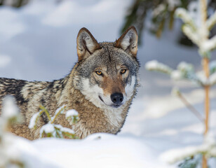 Fototapeta premium Camouflaged Grey Wolf Partially Hidden Behind Snowy Bushes in Winter Forest