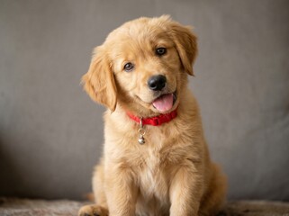 Fototapeta premium Adorable Golden Retriever Puppy Portrait Head Tilt Big Brown Eyes Red Collar Cute Pet Studio Photography Soft Gray Background Playful Dog