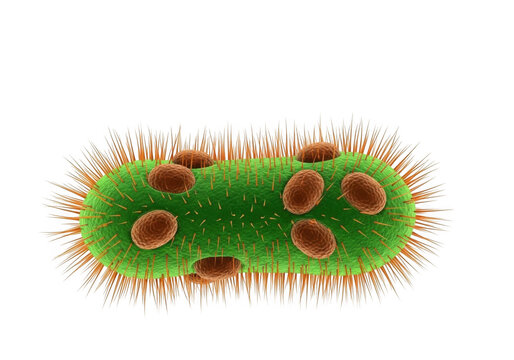 Escherichia coli bacterium with flagella and fimbriae isolated on transparent background