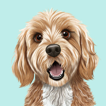 Cute hand-drawn illustration of a cream-coloured spoodle or cockapoo dog on an aqua blue background