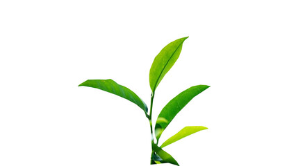 Fototapeta premium Assam Tea Plant
