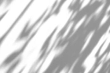 Naklejka premium Abstract natural tree branch leaves shadow on white wall background