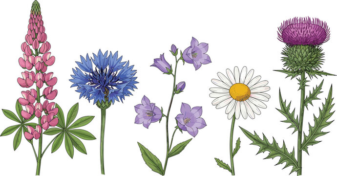 Realistic wildflower botanical set. Detailed hand drawn flowers including lupine, cornflower, bellflower, chamomile, and thistle. Natural meadow plants for botanical design and nature illustration.