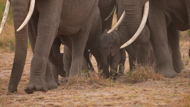 Elephant Family Walking Together With Calf in Center