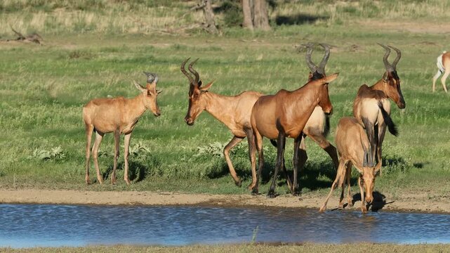 A group of red hartebeest antelopes (Alcelaphus buselaphus) drinking at a waterhole, Kalahari desert, South Africa
