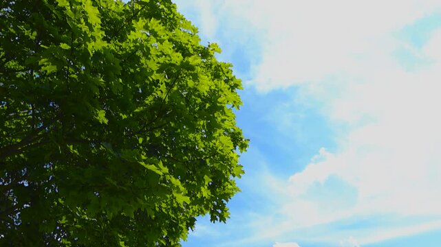 Lush maple leaves sway against blue sky and white clouds on a bright summer day