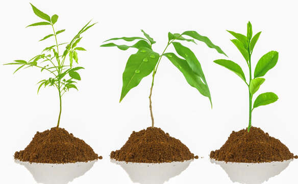 Jeunes plants d&rsquo;arbres 